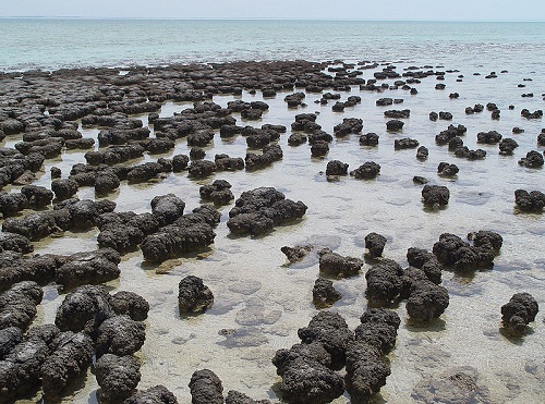 Stromatolites_in_Sharkbay