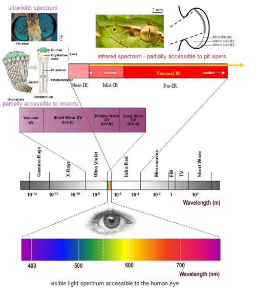 eye spectrum 3